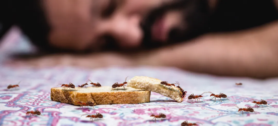 Cómo eliminar hormigas en casa: productos y remedios caseros